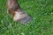 Laminitis rings on a horses hoof