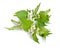 Lamium album, commonly called white nettle or white dead-nettle. Isolated