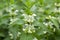 Lamium album white flower in bloom