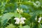 Lamium album (white nettle or white dead-nettle)