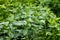 Lamium album, white nettle or white dead-nettle do not sting in meadow or in forest. Growing wild herbal medicinal plant