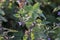 Lamium amplexicaule dead nettle    -Novaci Romania 23