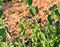 Lamium amplexicaule dead nettle    -Novaci Romania 27