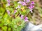 Lamium amplexicaule - Henbit on blooming on a meadow