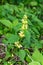 Lamium galeobdolon, commonly known as yellow archangel, artillery plant, aluminium plant, or yellow weasel-snout