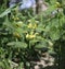 Lamium galeobdolon, commonly known as yellow archangel, artillery plant, aluminium plant, or yellow weasel-snout in organic garden