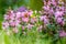 Lamium herb close up macro in wild meadow