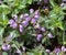 Lamium maculatum