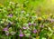 Lamium maculatum flowers