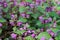 Lamium maculatum spotted dead-nettle flowers