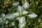 Lamium maculatum with white-green leaves