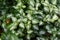 Lamium maculatum with white-green leaves