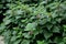 Lamium orvala, commonly known as balm-leaved archangel, is a species native to central - eastern Europe. This one is an easy, non-