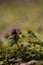 Lamium purpureum in the forest. medicinal herb in spring season