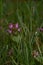 Lamium purpureum in the forest. medicinal herb in spring season