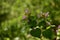 Lamium purpureum in the forest. medicinal herb in spring season