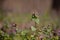 Lamium purpureum in the forest. medicinal herb in spring season