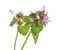 Lamium purpureum, known as red dead-nettle, purple dead-nettle,