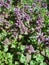 Lamium purpureum (purple deadnettle)