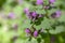 Lamium purpureum wild pink flowering purple dead-nettle flowers in bloom, group of flowering plants