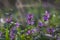 Lamium purpureum wild pink flowering purple dead-nettle flowers in bloom, group of flowering plants