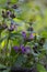 Lamium purpureum wild pink flowering purple dead-nettle flowers in bloom, group of flowering plants