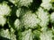 Lamium \'White Nancy\'