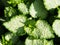 Lamium \'White Nancy\'