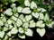 Lamium \'White Nancy\'