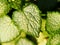 Lamium \'White Nancy\'