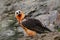 Lammergeier or Bearded Vulture, Gypaetus barbatus, detail portrait of rare mountain bird, sitting on the rock, animal in stone hab