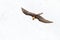 Lammergeier or Bearded Vulture, Gypaetus barbatus, flying bird above rock mountain. Rare mountain bird, fly with snow, animal in