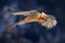 Lammergeier or Bearded Vulture, Gypaetus barbatus, flying bird above rock mountain. Rare mountain bird, fly with snow, animal in