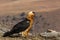 Lammergeier, Beared Vulture, Giants Castle, Kwazulu Natal, South Africa