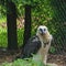 Lammergeier. Bird of prey in Weltvogelpark. Square