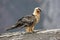 Lammergeier or lammergeyer or bearded vulture,