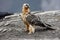 Lammergeier or lammergeyer or bearded vulture,