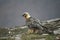 Lammergeier or lammergeyer or bearded vulture,