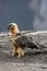 Lammergeier or lammergeyer or bearded vulture,