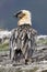 Lammergeier or lammergeyer or bearded vulture,