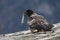 Lammergeier or lammergeyer or bearded vulture,