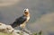 Lammergeyer or Bearded Vulture