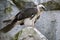 Lammergeyer ossifrage vulture buzzard