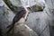 Lammergeyer ossifrage vulture buzzard