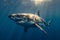 A Lamnidae shark, known as the great white shark, swims underwater in the ocean