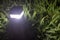 Lamp in fern garden on night time