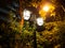 Lamp Light Street tree twilight