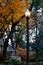 Lamp post in autumn neighborhood with house and colorful trees - one with a squirrel in it