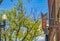 Lamp post and building with an Open sign against vibrant trees on a sunny day