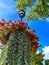 Lamp post decorated with red flowers and climbing vines in downtown Frankenmuth, Michigan